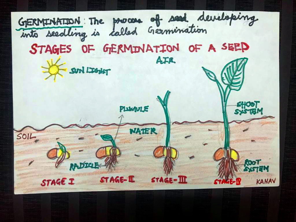 students-understand-the-process-of-germination-with-fun-activity